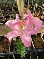 [4489 PO77 Alonso No02.JPG]